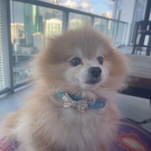 Pet Dog Collar Bling Rhinestones Bow Luxury Neckless Sparkly Puppy Kitten